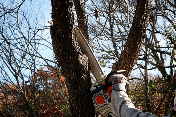 How Our Tree Care Process Works  in  Harlan, KY